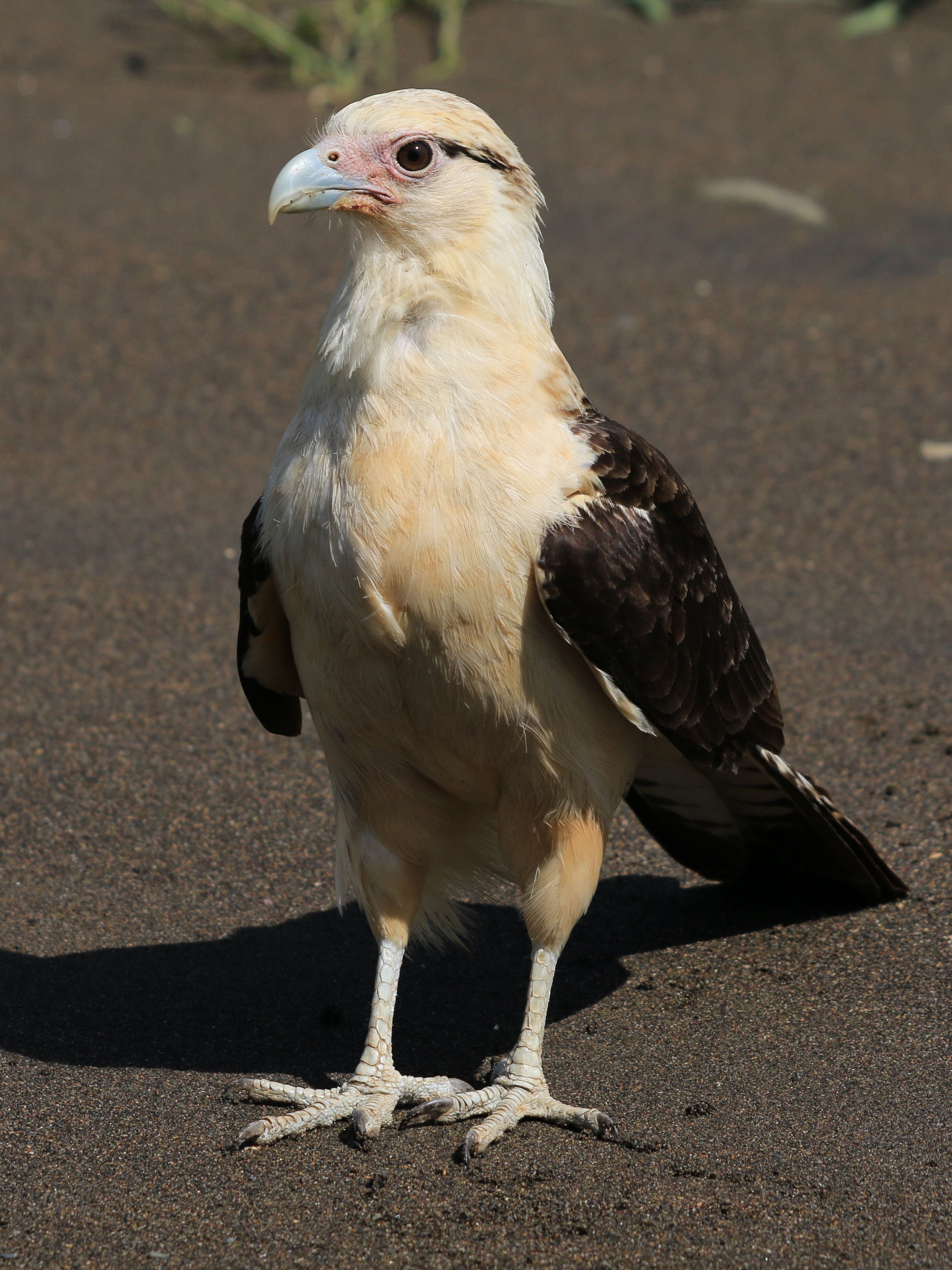 Costa Rica